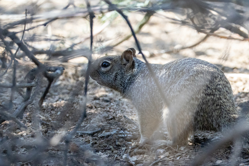 Rock Squirrel