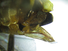 Pristiphora abietina