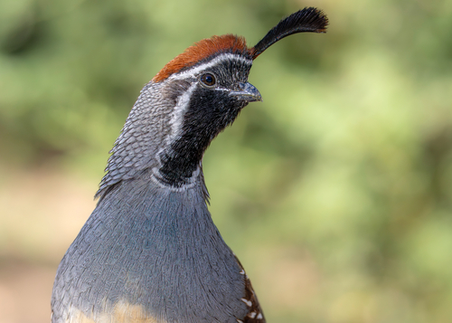 Gambel's Quail