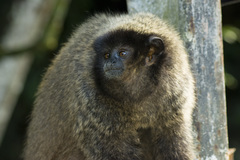 Callicebus nigrifrons