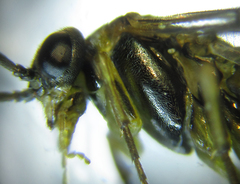 Pristiphora abietina