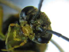 Pristiphora abietina