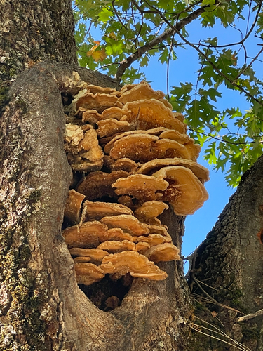 Western Hardwood Sulphur Shelf