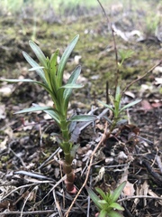Lysimachia terrestris