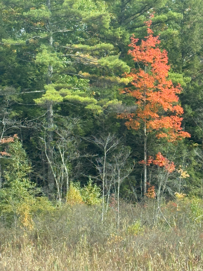 A single red maple gone orange-red at a marsh edge, among tall green pines and a few bare birches.