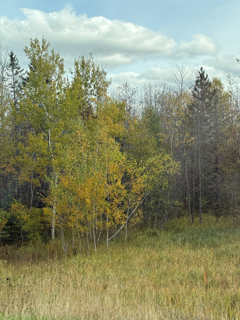 A clump of aspens turning yellow at the edge of a meadow, with bare tops and dark spruce behind.