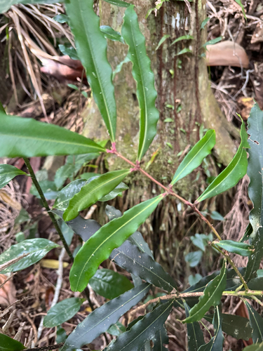 Syzygium ingens, 2026-10-01