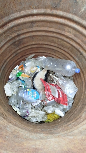 Zorrillo de espalda blanca norteño