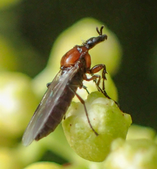 Dilophus strigilatus