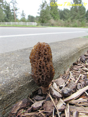 Morchella importuna