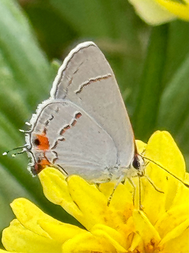 Gray Hairstreak