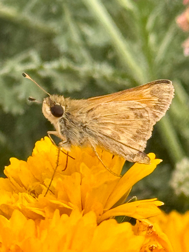 Field Skipper