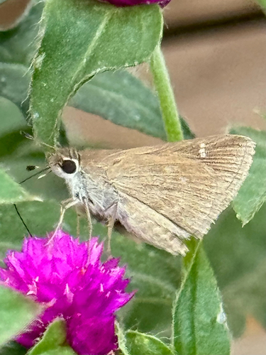 Eufala Skipper