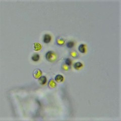 Dictyosphaerium