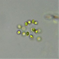Dictyosphaerium