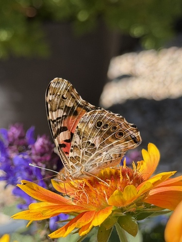 Painted Lady