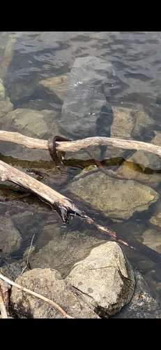 Common Watersnake
