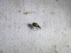 Polydrusus pterygomalis