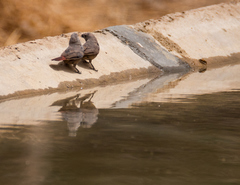 Lagonosticta larvata nigricollis
