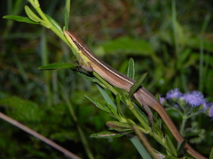 Takydromus sexlineatus