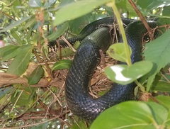 Lampropeltis nigra