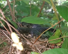 Lampropeltis nigra