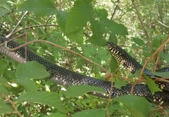 Lampropeltis nigra