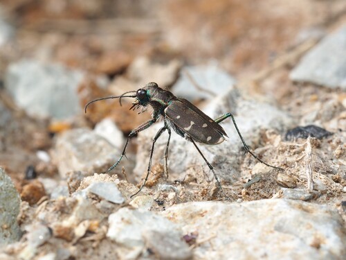 Twelve-spotted Tiger Beetle photo 5