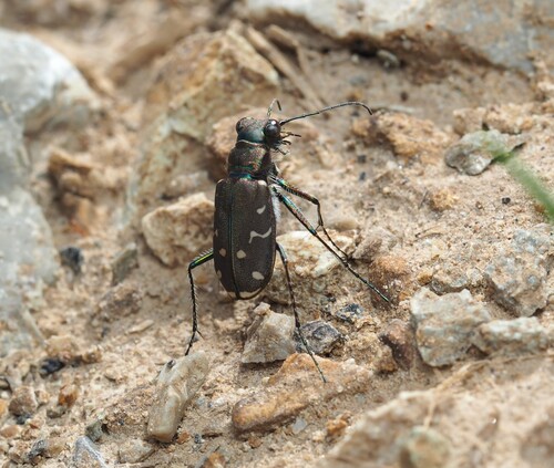 Twelve-spotted Tiger Beetle photo 6