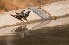 Lagonosticta larvata nigricollis