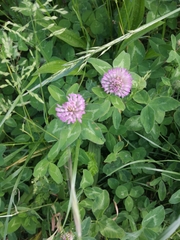 Trifolium pratense