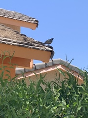 Callipepla californica