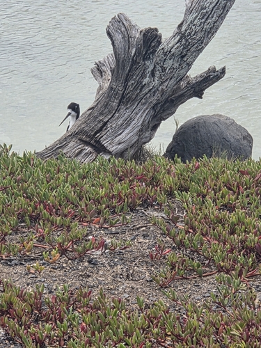 Himantopus mexicanus observed 2026-10-04