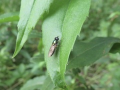 Chloromyia formosa