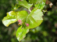 Phyllocoptes malinus