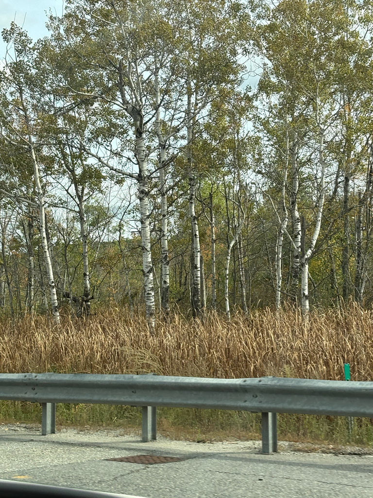 A stand of white-barked aspens with dull green and faintly yellow leaves, thinning above tall brown grass.
