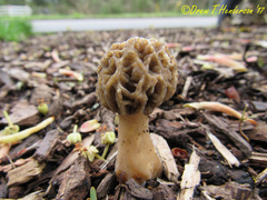 Morchella importuna