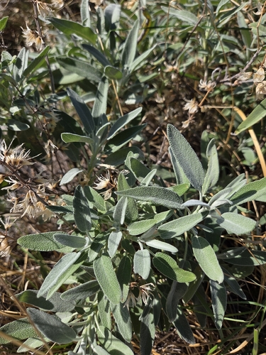 garden sage