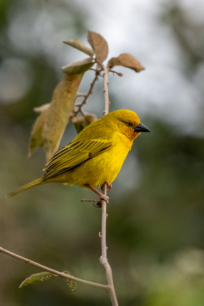 Holub's Golden-Weaver