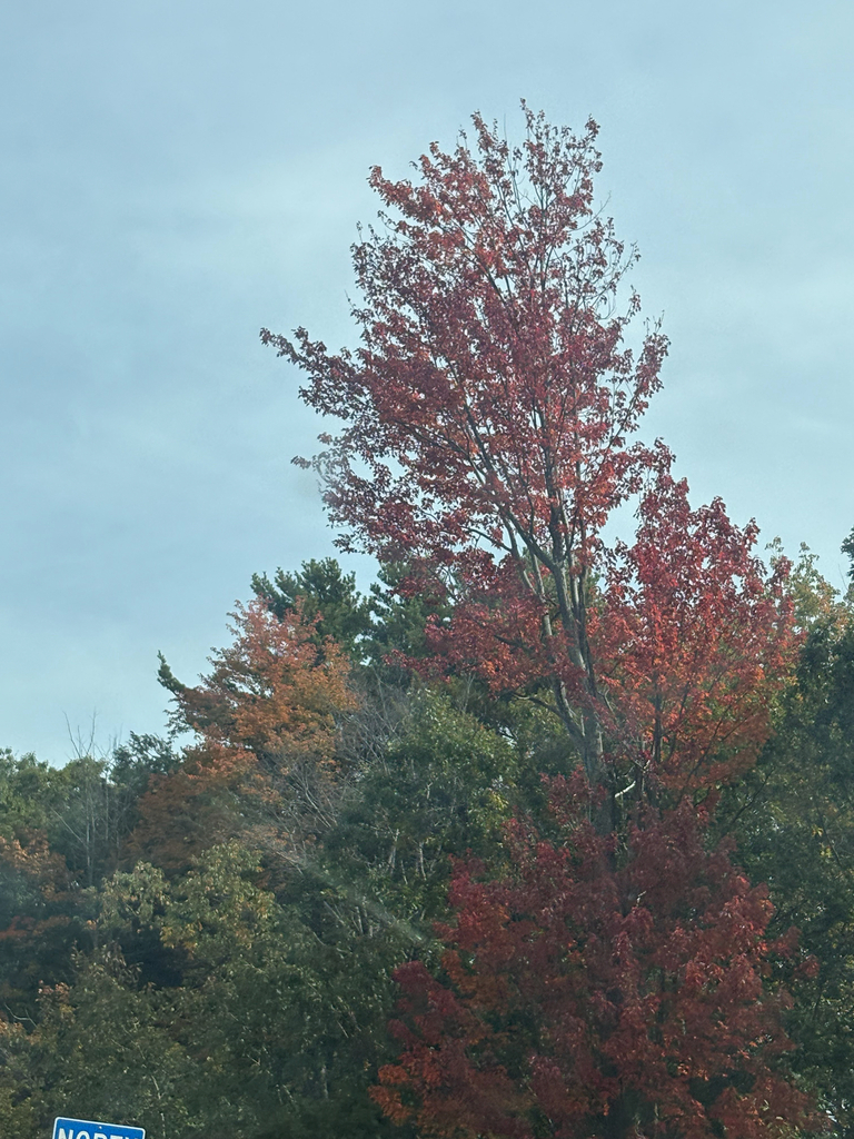 A tall red maple gone deep red over a roadside woodland, with an orange tree and green pines beside it.