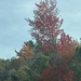 Red maples by the turnpike, Saco · October 4, 2026 · Liam O · 1 saved view