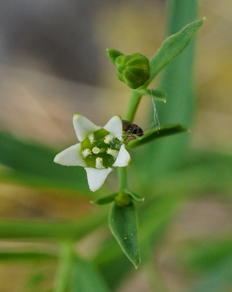Thesium bavarum