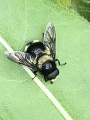 Volucella bombylans