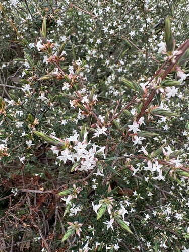 Brachyloma depressum, 2026-10-05
