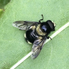 Volucella bombylans