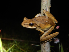 Polypedates leucomystax
