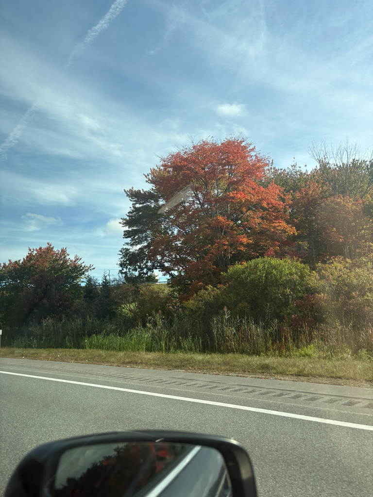 A roadside oak gone red and orange beside a green pine and green shrubs, seen from a passing car.