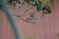 Pitangus sulphuratus