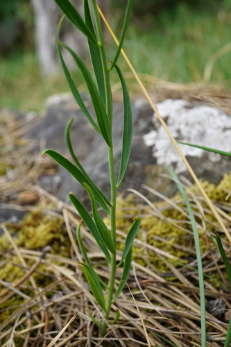 Image of Thesium bavarum by (c) Patrick Hacker, some rights reserved (CC BY)