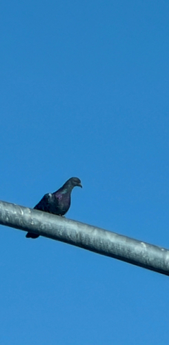 Feral Pigeon